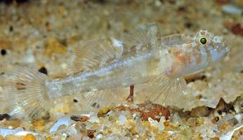 University of Sydney taxonomist names new family of fish