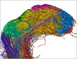 Connectome of zebrafish olfactory bulb.  Click to enlarge.