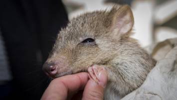 Untapped potential for animals to help reduce bushfire risk