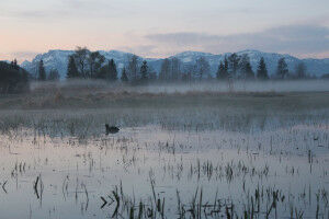 Investigation into the human perception of bird calls