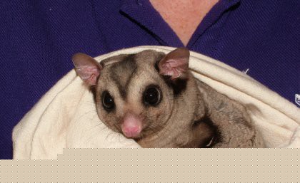 A mahogany glider, a recent patient at UQ&rsquo;s School of Veterinary Science