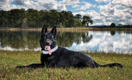 Healthy and happy: Police Dog Maui underwent the preventative surgery.