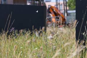 Urban butterflies under threat of extinction