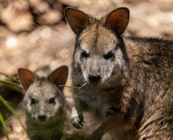 Urgent action needed to protect the Parma wallaby