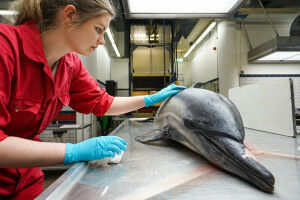 Utrecht University starts research on stranded common dolphin