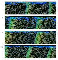 Varnish affects the sound of a violin