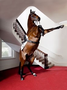 Linda Tegg, Master of Fine Art, 'Horse on Display', archival inkjet pr