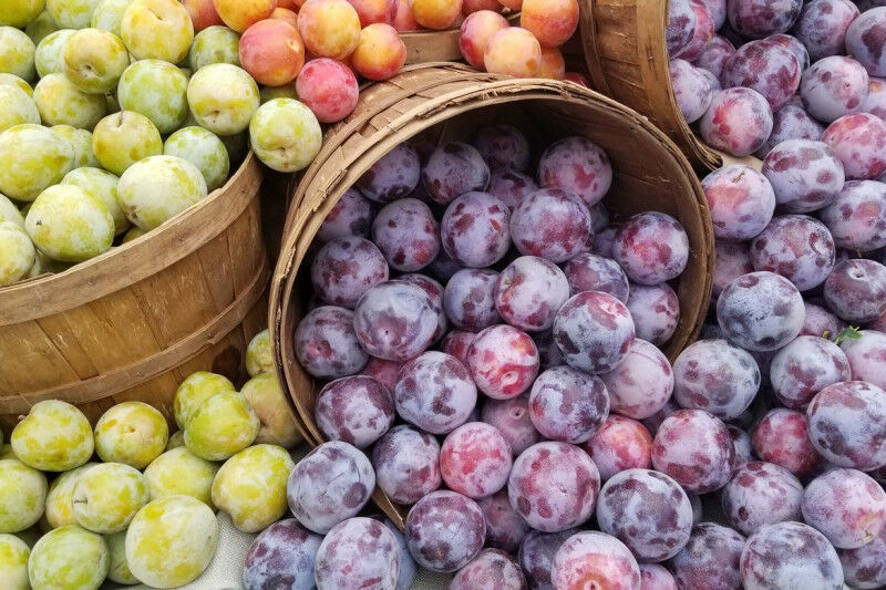 Sean Brenner A UCLA study found that vegan, Mediterranean and climatarian diets 