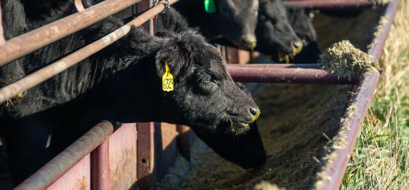 A cow eating in a feedlot Riley Brandt, University of Calgary