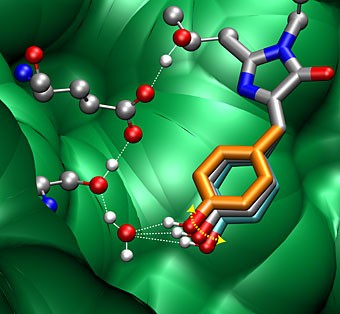 After GFP&rsquo;s chromophore absorbs a blue photon, its excited phenoxyl-ring w