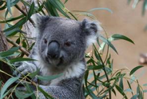 Wake up call for koala protection