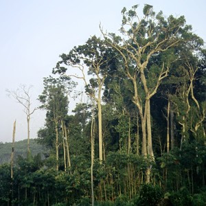 A small fragment of mature Amazon forest surrounded by agricultural land in Mana