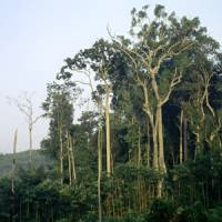 Warming climate unlikely to cause extinction of ancient Amazon trees
