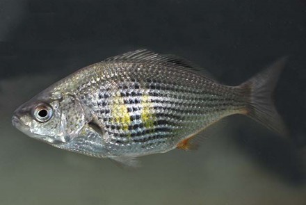 Shiner surfperch, Cymatogaster aggregate, the study species. Photo credit: Kevin