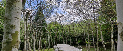 'We play ping pong with the tree'