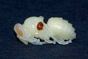 Weak bees make strong colonies