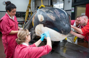 Weakened orca was sick and had severe gum disease