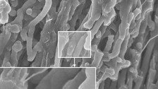 Aligned carbon nanotubes, coated with a conducting polymer Credit: CORE-Material