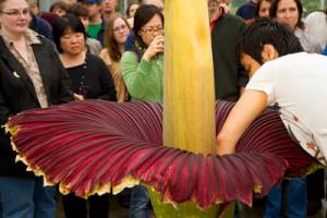 'Wee Stinky' corpse flower draws thousands to Cornell