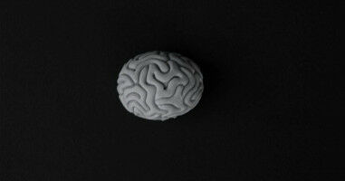 Western-led human brain 'growth chart' project receives $1M in funding