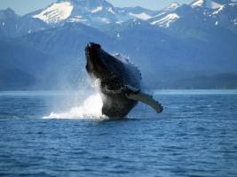 Whales, ships more common through Bering Strait