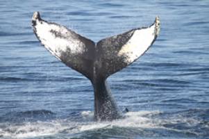 Whaling activists face uncertain future