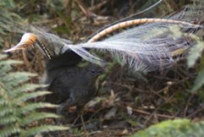 What a lark: birds of a feather sing together