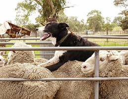 What it takes to make a working farm dog