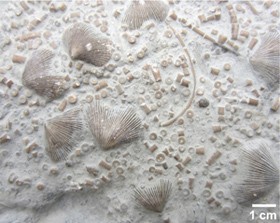 Bedding surfaces covered in marine invertebrate fossils from the Late Ordovician