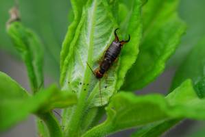 Which Predators Make a Meal of Drosophila suzukii?
