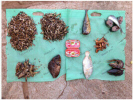 Why we need small fish