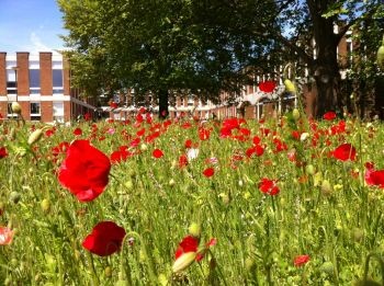 A wildflower bed near Arts A, June 2013.