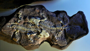 Window on the early evolution of terrestrial vertebrates