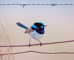 Winter takes its toll on Canberra's birds