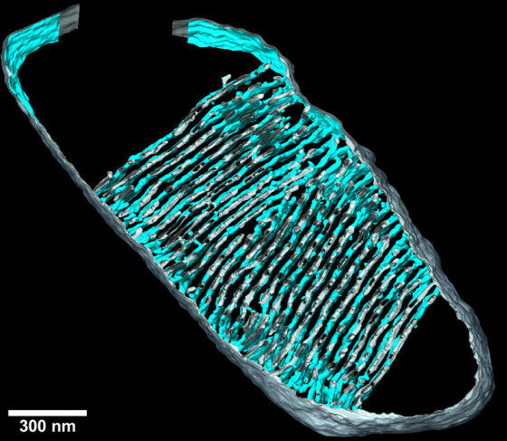 Life Sciences - Three-dimensional tomographic image of a mitochondrion (longitudinal section); the invaginations of the inner membrane (cristae; blue) are visible. © PNAS, CC BY-NC-ND 4.0 Life Sciences