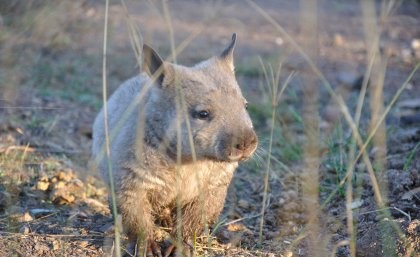 Hobo, a northern hairy-nosed wombat rescued by Tina Janssen of Australian Animal
