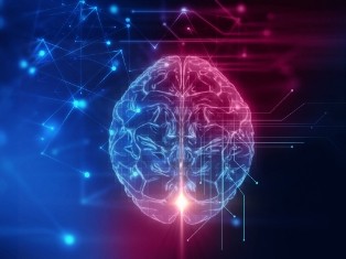 A 3D rendering of the human brain