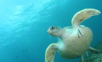 World's turtles face plastic deluge danger