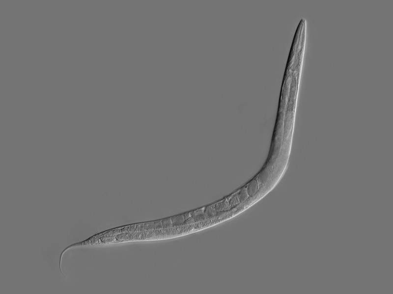 Die analoge, nat�rliche Version: C.elegans