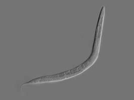 Worm Uploaded to a Computer and Trained to Balance a Pole