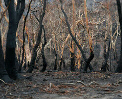 Yes, Australia's environment is on a depressing path - but $7 billion a year would transform it