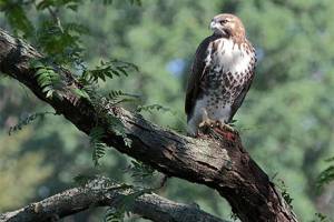 Young hawks found dead, injured on campus