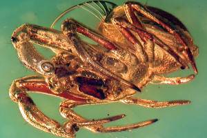 Your chance to live forever in spider form