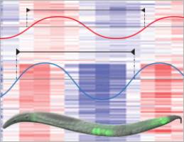 A rhythm for development