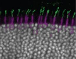 Inducing visual function